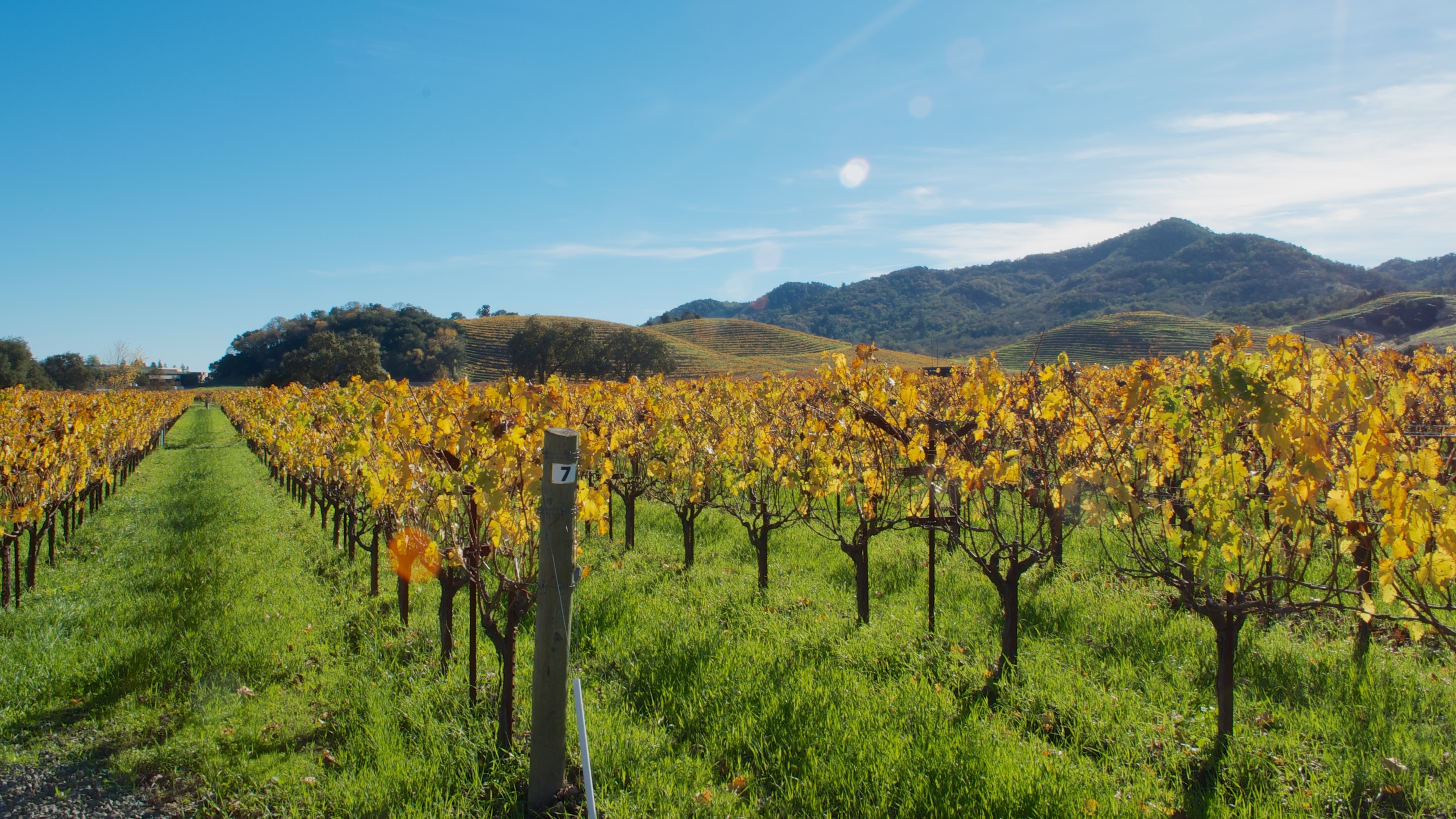 10 TOP Things to Do in Napa Valley March 2024