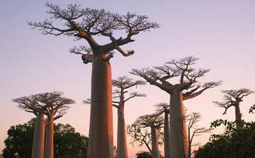 マダガスカル観光ガイド 定番人気スポットを参考に自分にピッタリの観光プランを立てよう エクスペディア