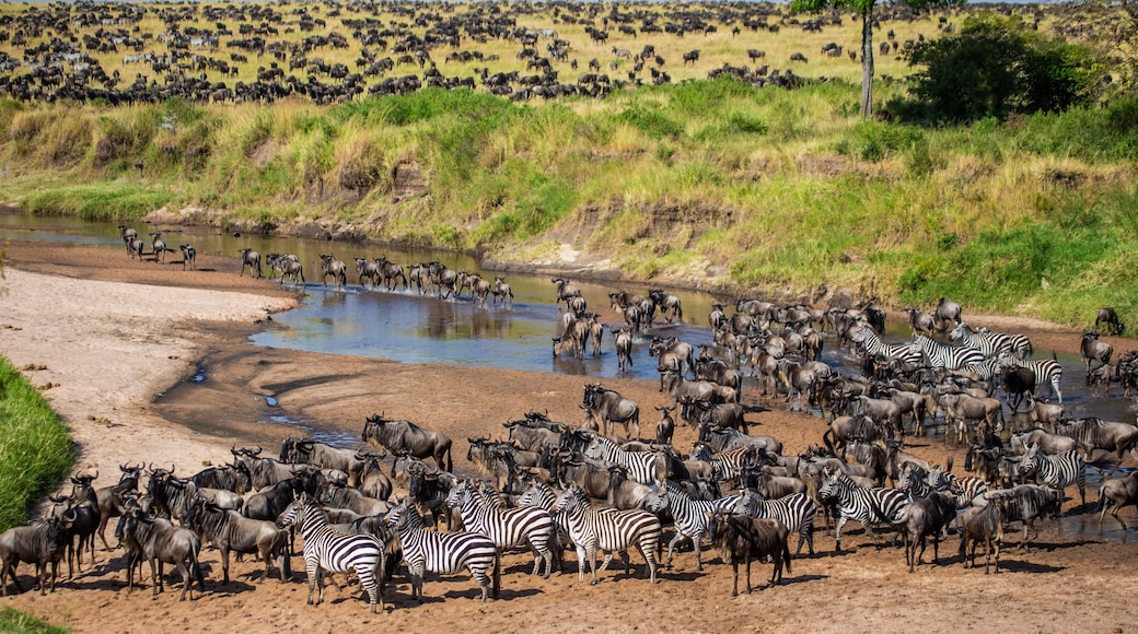 Riserva Nazionale di Masai Mara