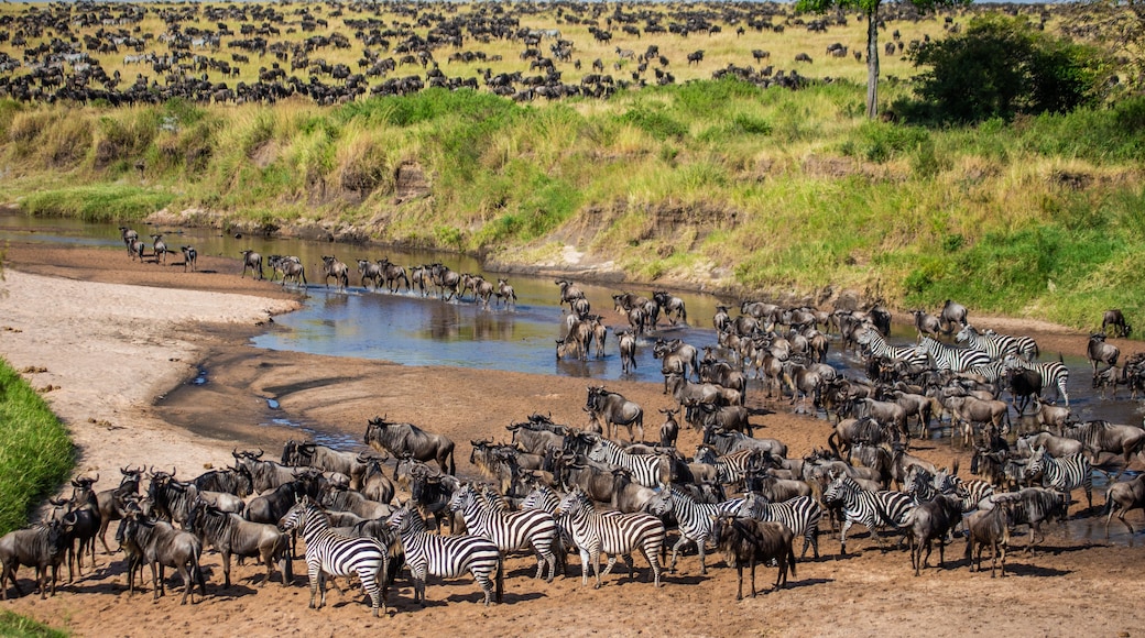 Riserva Naturale Maasai Mara