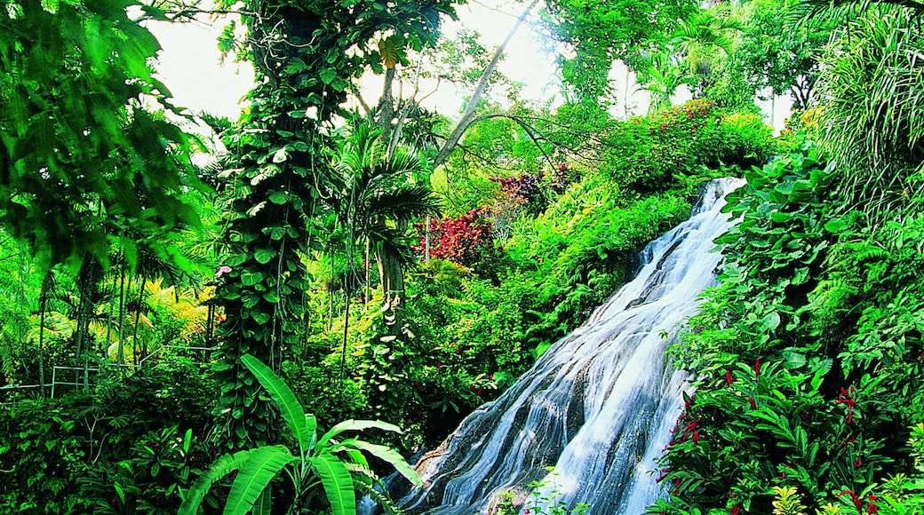 Kwaaman & Tacky Waterfalls, Robins Bay, Jamaica