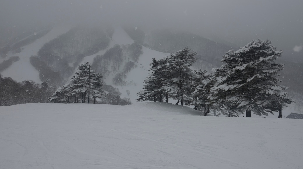 마다라오 코겐 스키 리조트, 묘코, 니가타, 일본
