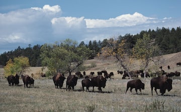 Custer State Park, Custer, South Dakota, United States of America