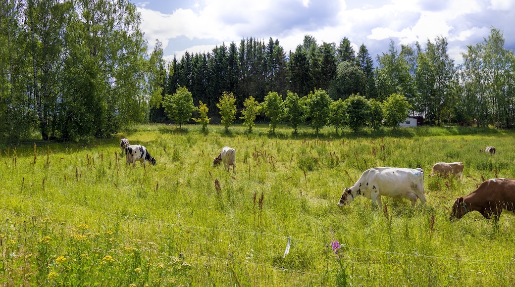 Pirkanmaa