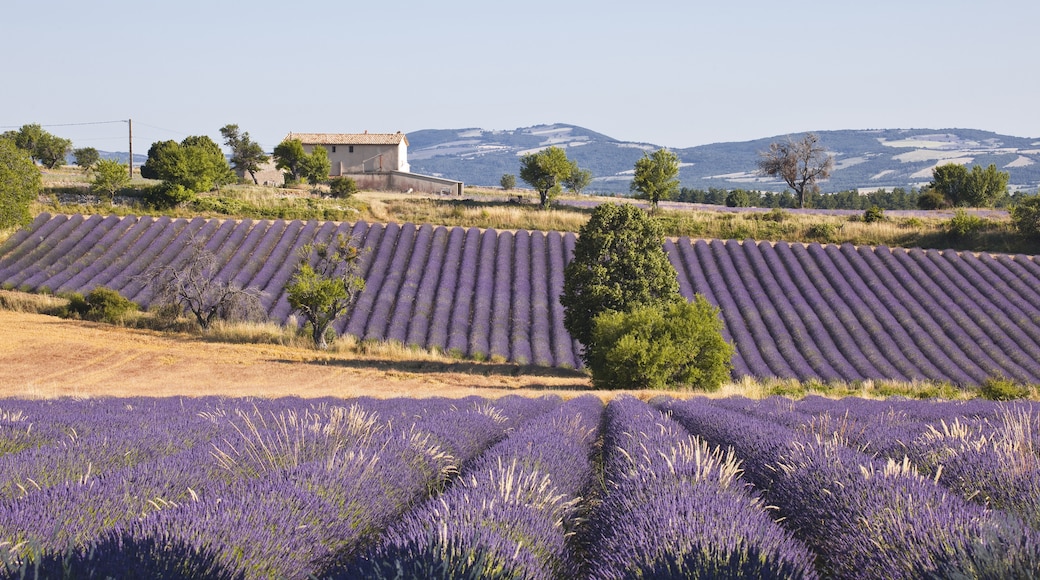 Lavendelmarker, Valensole, Alpes-de-Haute-Provence (departement), Frankrig
