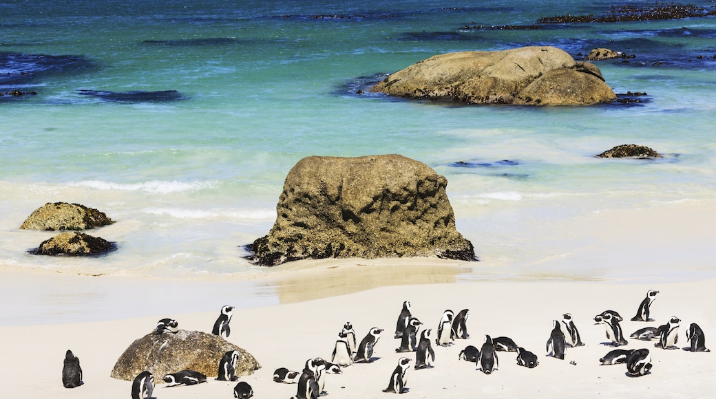Boulders Beach, Western Cape, South Africa
