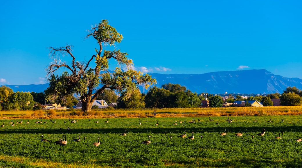 Los Ranchos de Albuquerque, New Mexico, United States of America