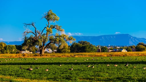 Los Ranchos de Albuquerque