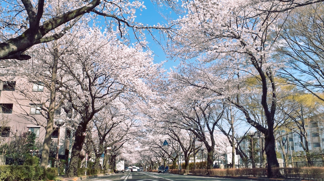 Sakura