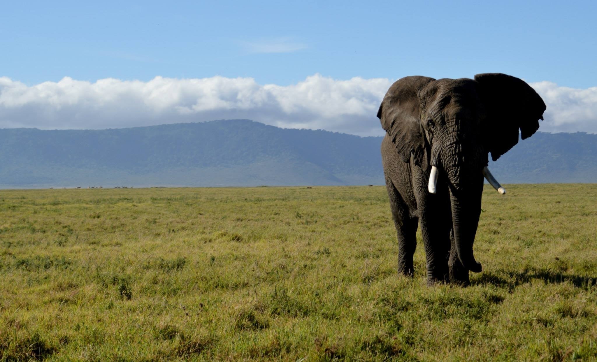 Visit Ngorongoro Conservation Area: Best Of Ngorongoro Conservation ...