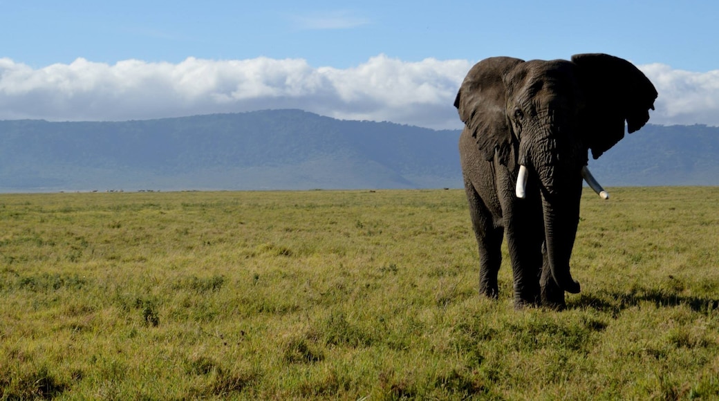 Área de Conservação Ngorongoro, Região de Arusha, Tanzânia