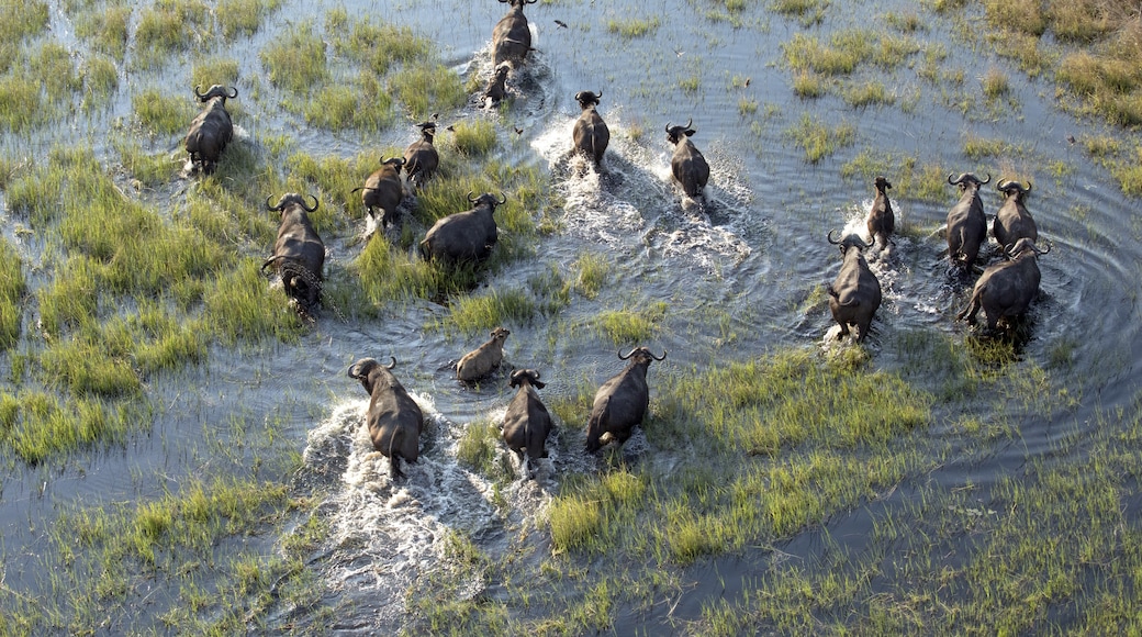 Distrito de Chobe