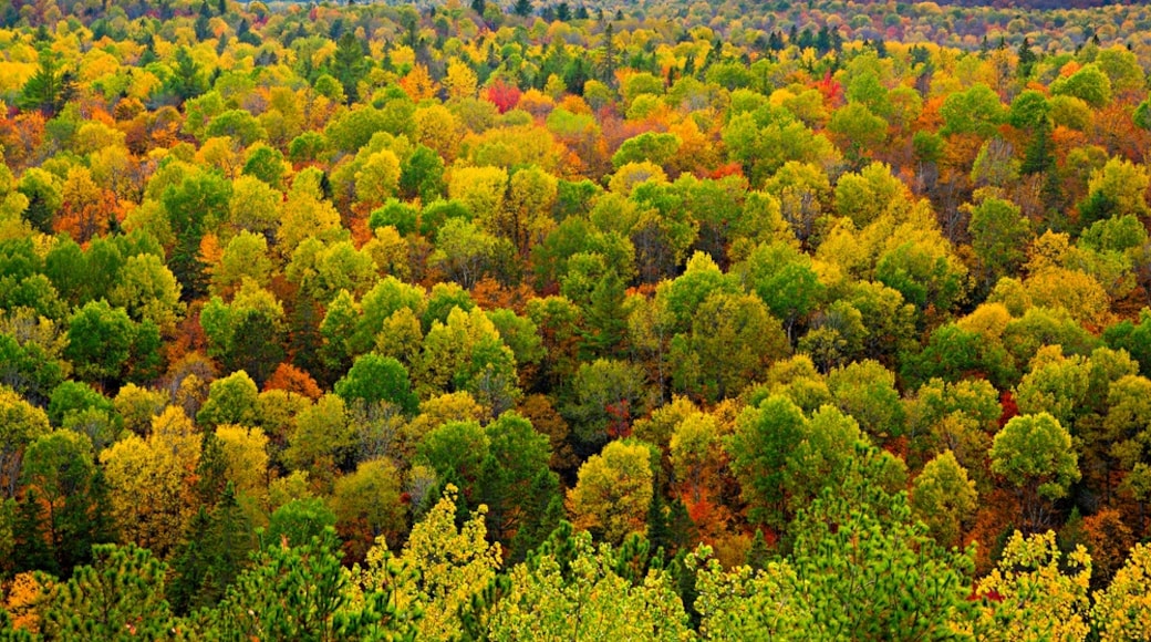 Taman Provinsi Algonquin