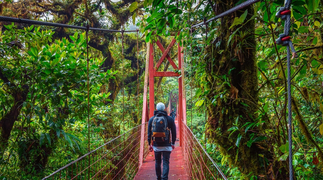 Biosphärenreservat Nebelwald Monteverde