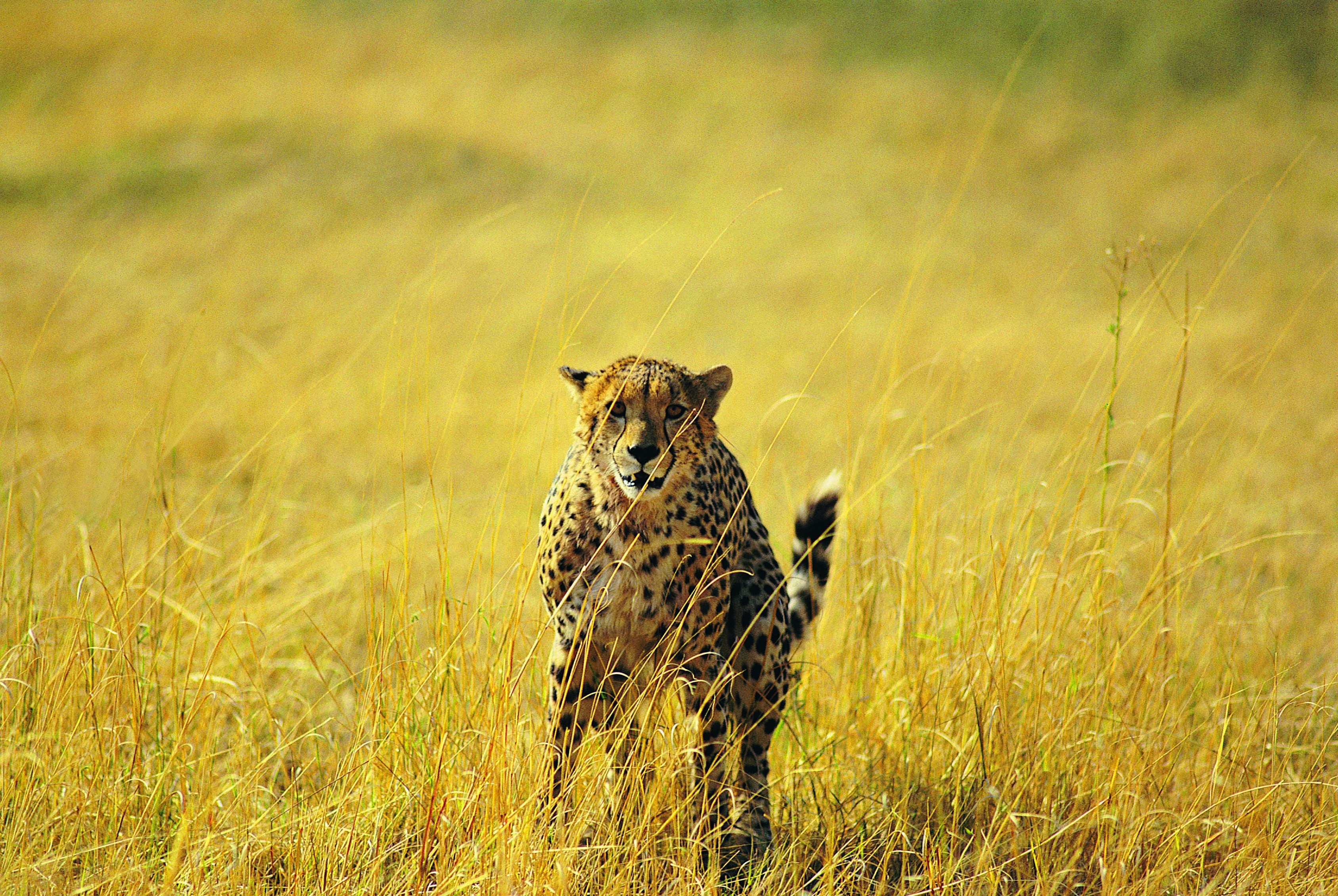 Central Kalahari Game Reserve
