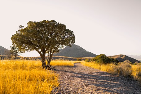 Las Cruces