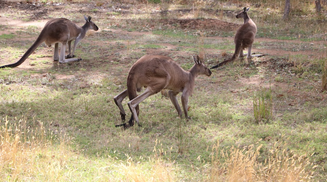 Porongurup