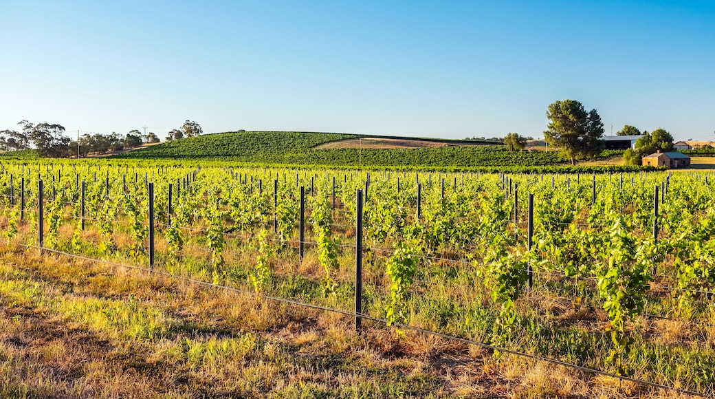 Barossa Valley Wine Region, South Australia, Australia