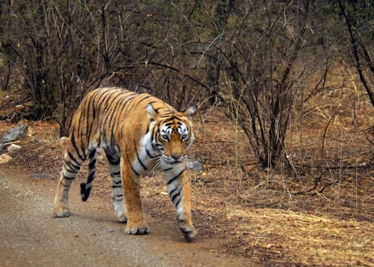 Sawai Madhopur, India