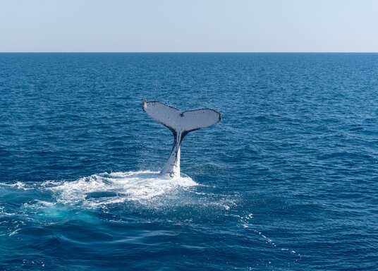 Isla Fraser, Queensland, Australia