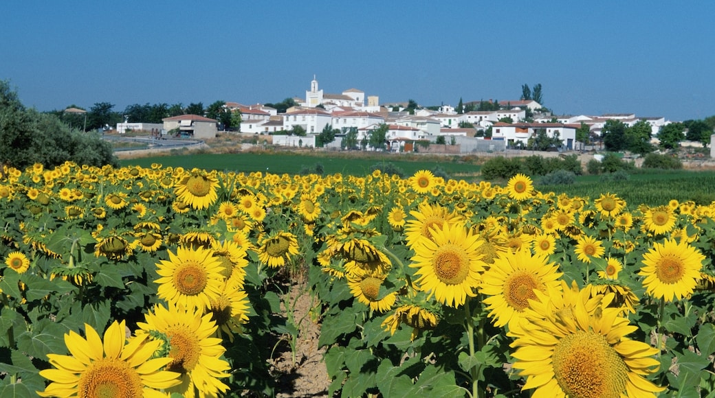 Sanctuary of la Fuensanta