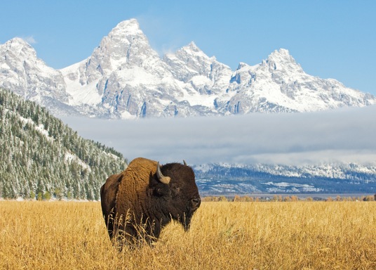 Jackson Hole (và vùng phụ cận), Wyoming, Mỹ