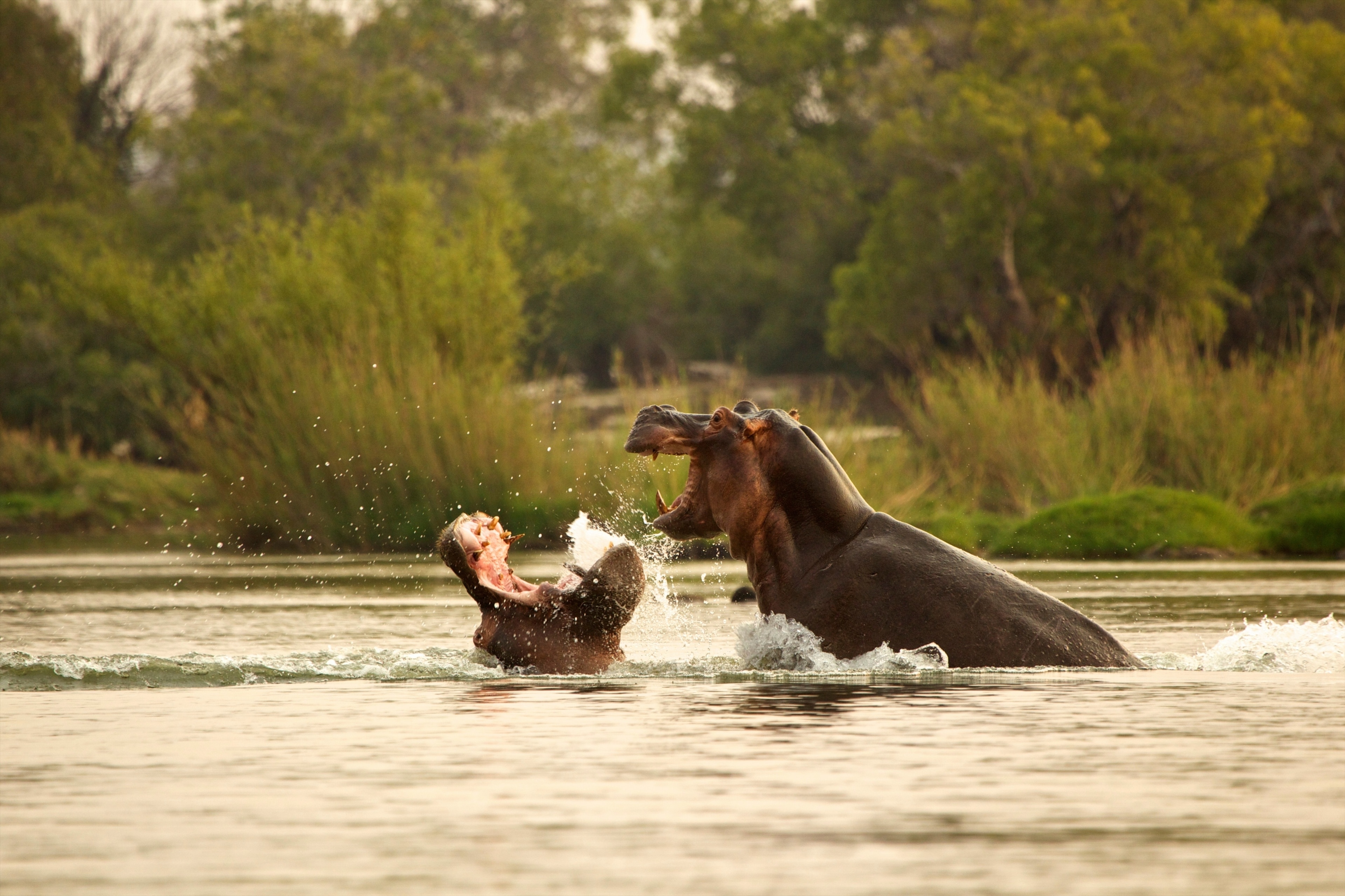 Hippo Holiday