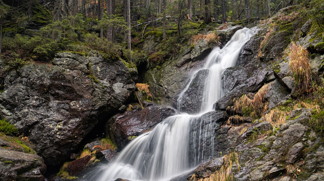 Bavarian Forest Nature Park