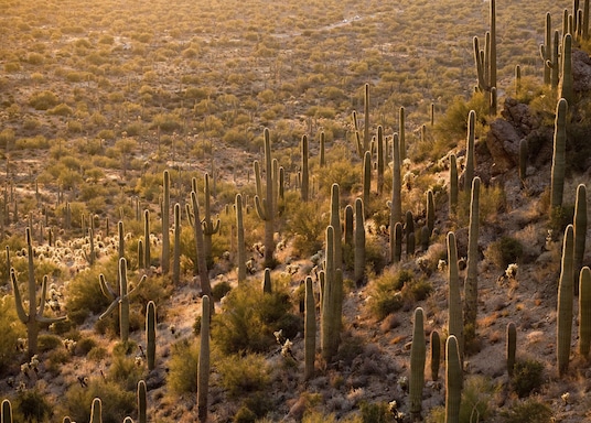 Top 10 Hotels In Downtown Tucson Tucson Az Hotels Com Top 10 Hotels In Downtown Tucson Tucson Az Hotels Com