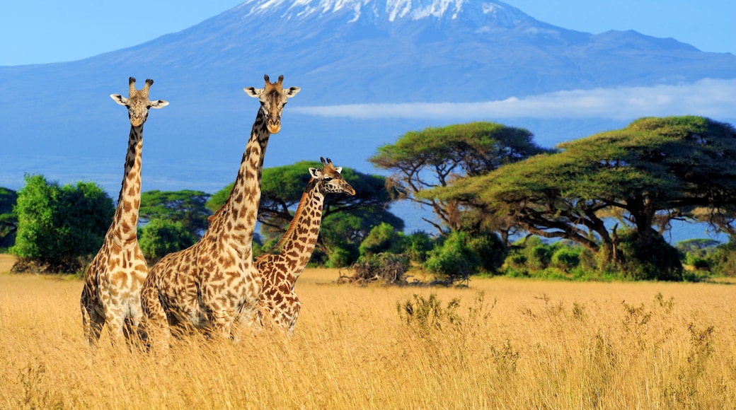 Mount Kenyan kansallispuisto