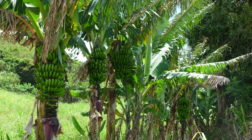 La Réunion