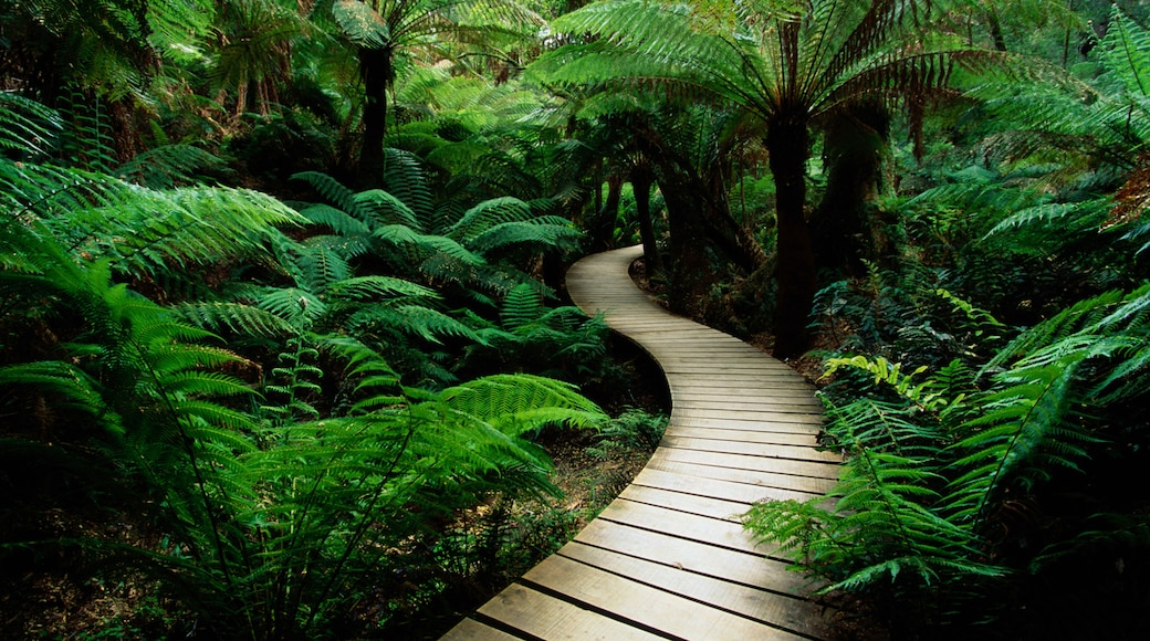 Maits Rest Rainforest Walk, Cape Otway, Victoria, Australia