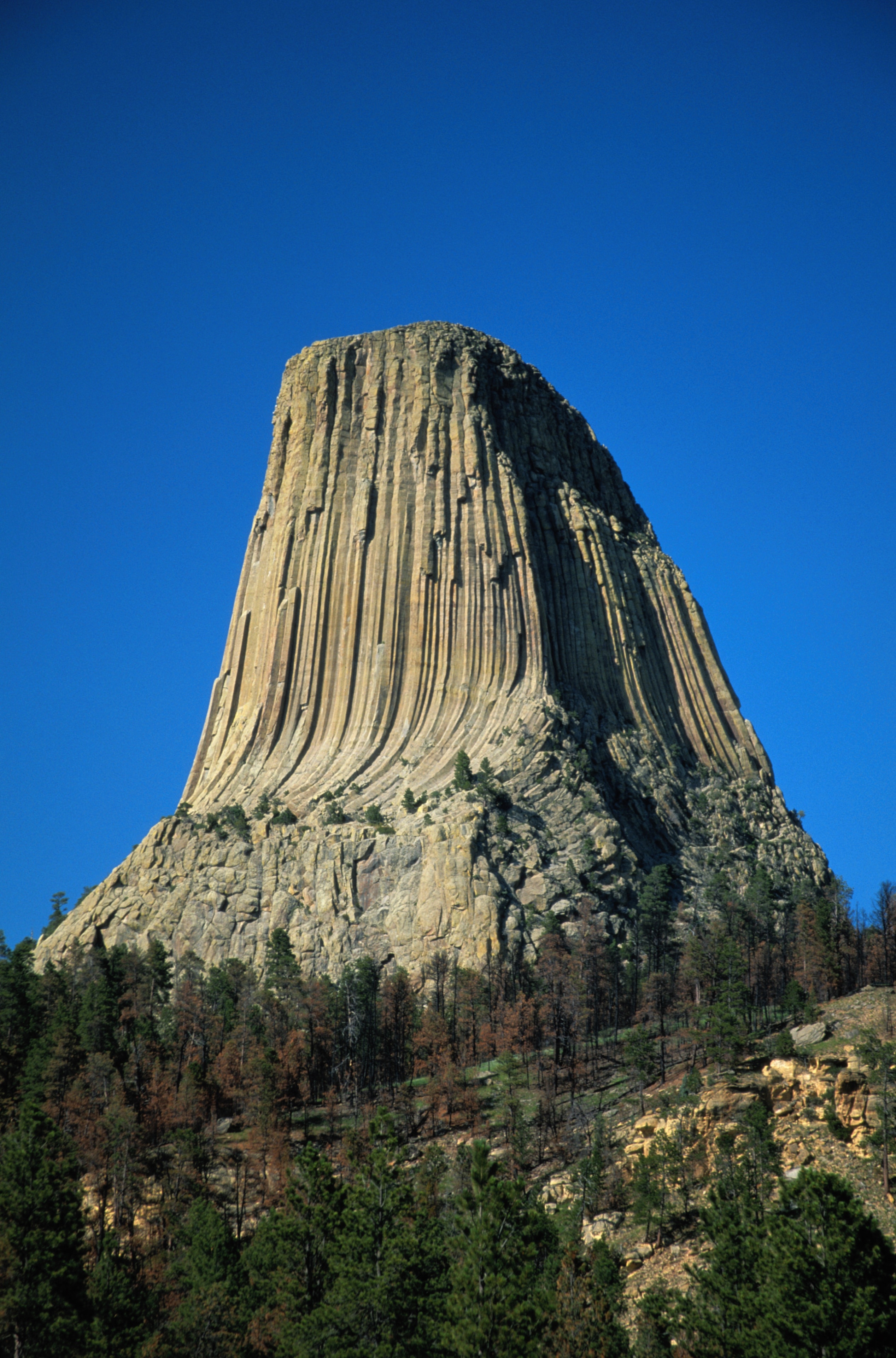 are dogs allowed at devils tower