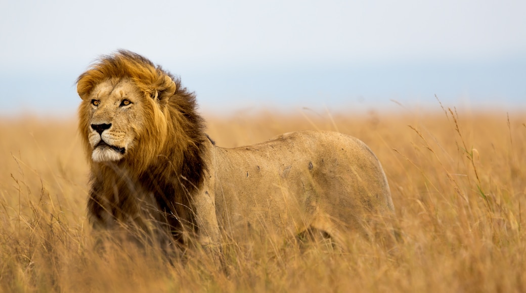 Serengeti nationalpark