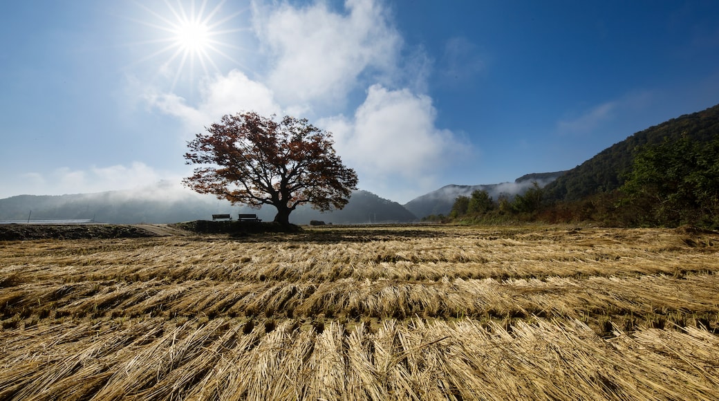 North Chungcheong