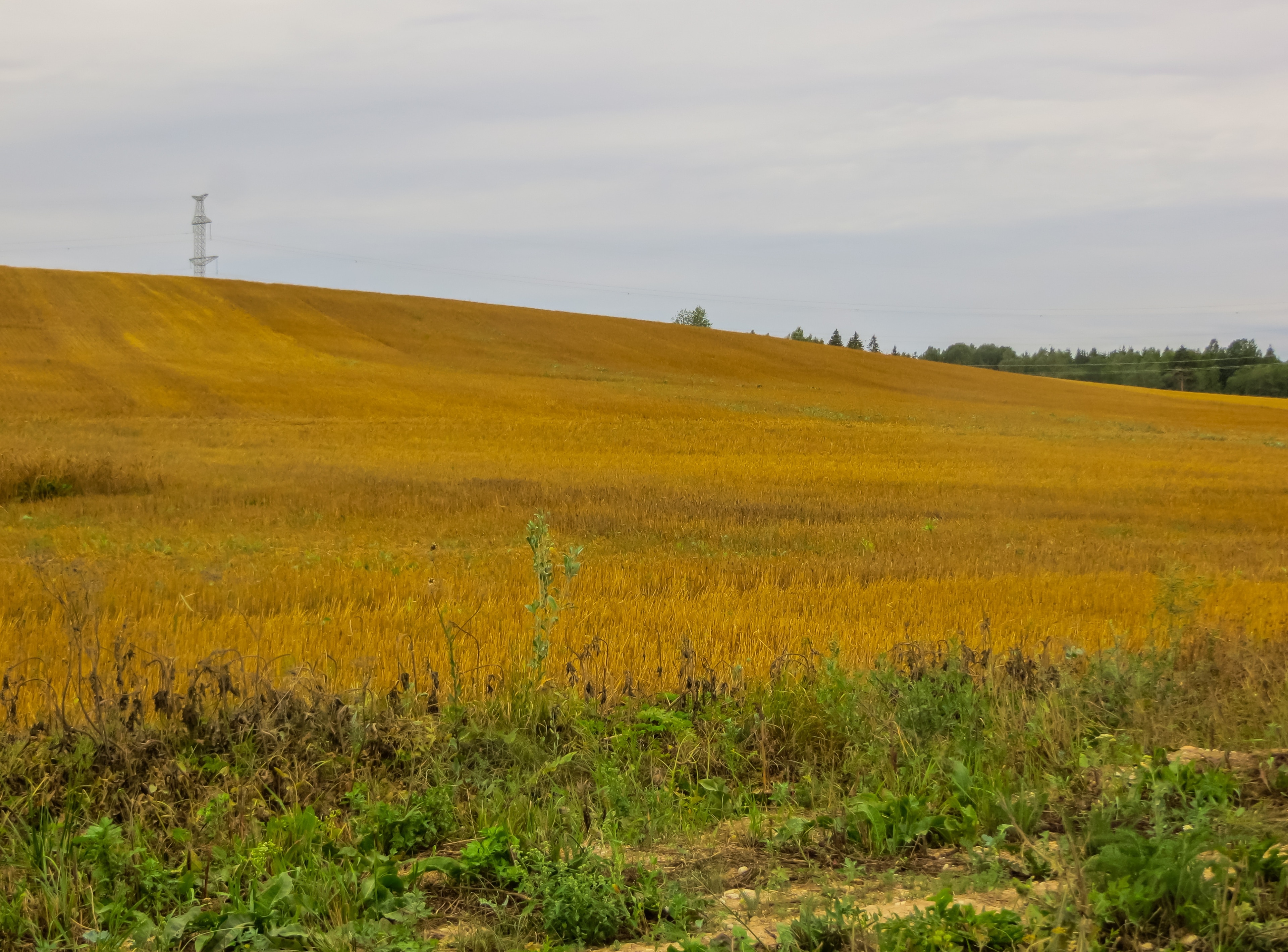 Kuldiga Municipality