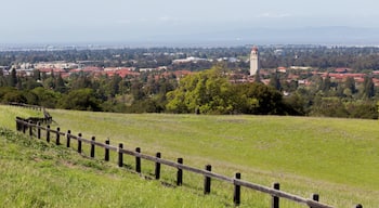 Stanford, Palo Alto, Kalifornien, USA
