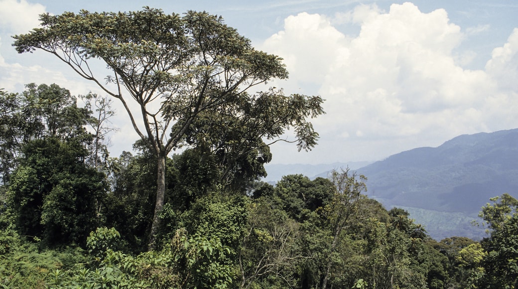 Nationalpark Nyungwe Forest