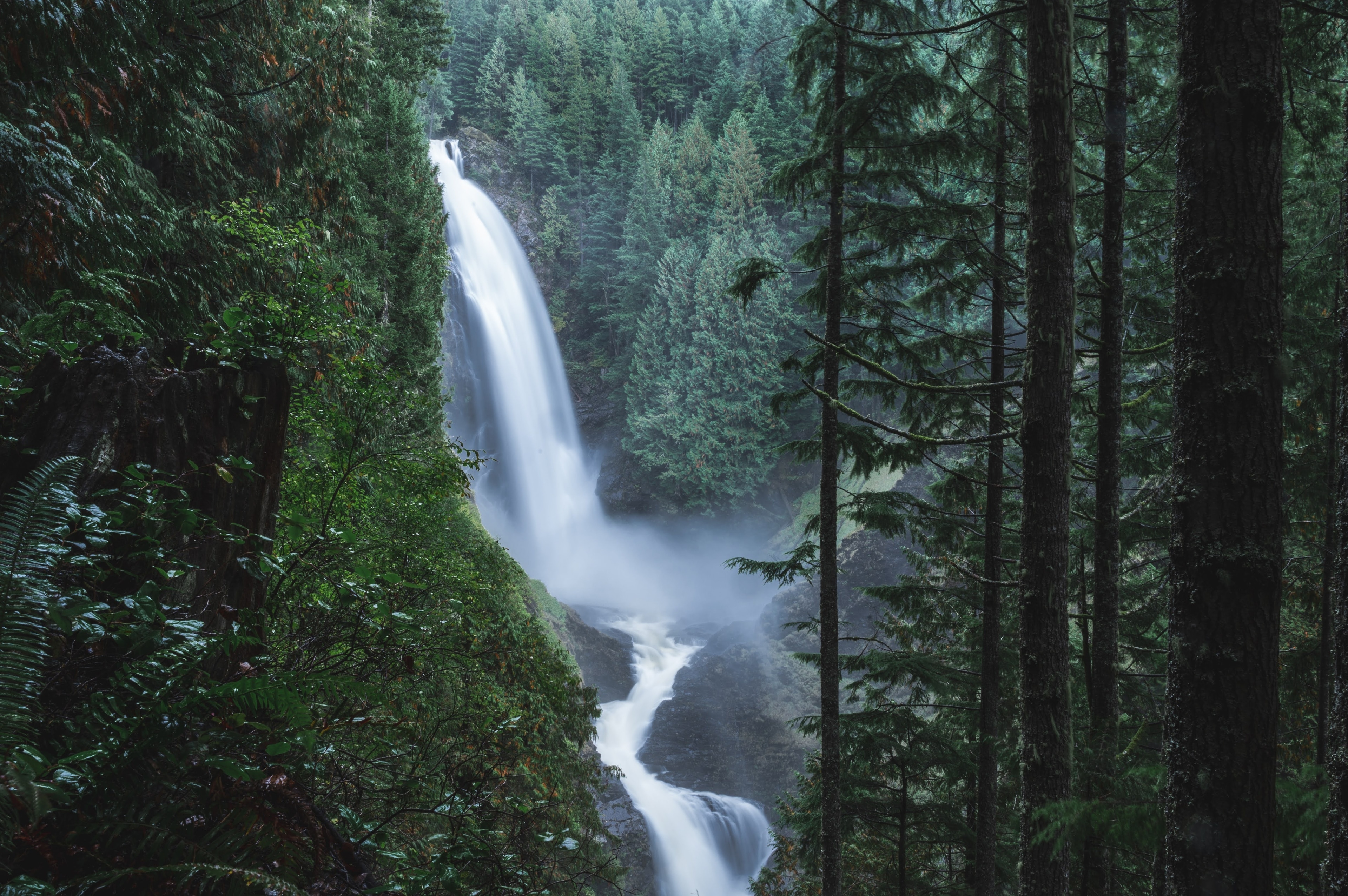 are dogs allowed in mt baker wilderness