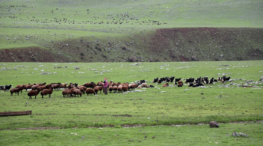 Muşin maakunta