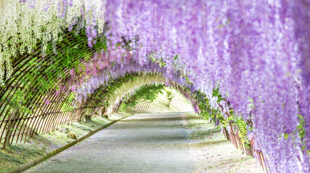 河內紫藤園