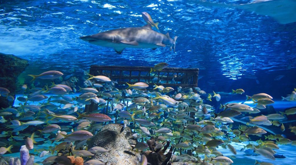 リプリーズ水族館, マートル ビーチ, サウスカロライナ州, アメリカ