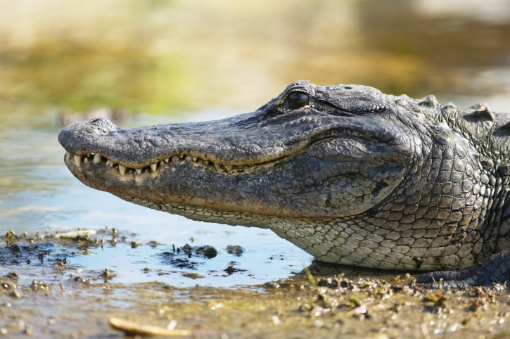 Alligator Point, Florida, United States of America