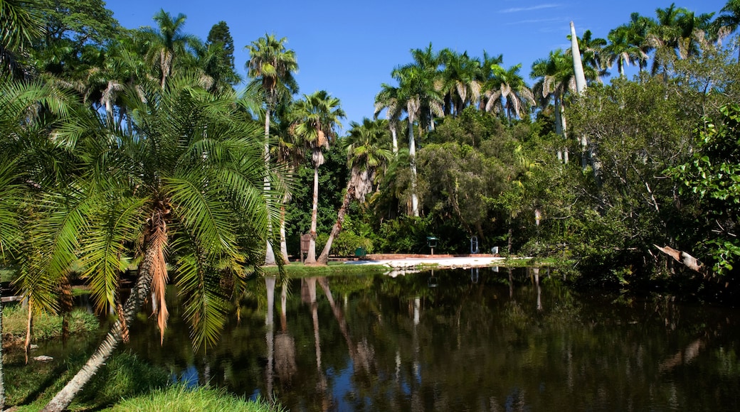 Sarasota Jungle Gardens (puutarha), Sarasota, Florida, Yhdysvallat