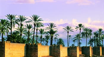 Palmeraie, Marrakech, Région de Marrakech-Safi, Maroc