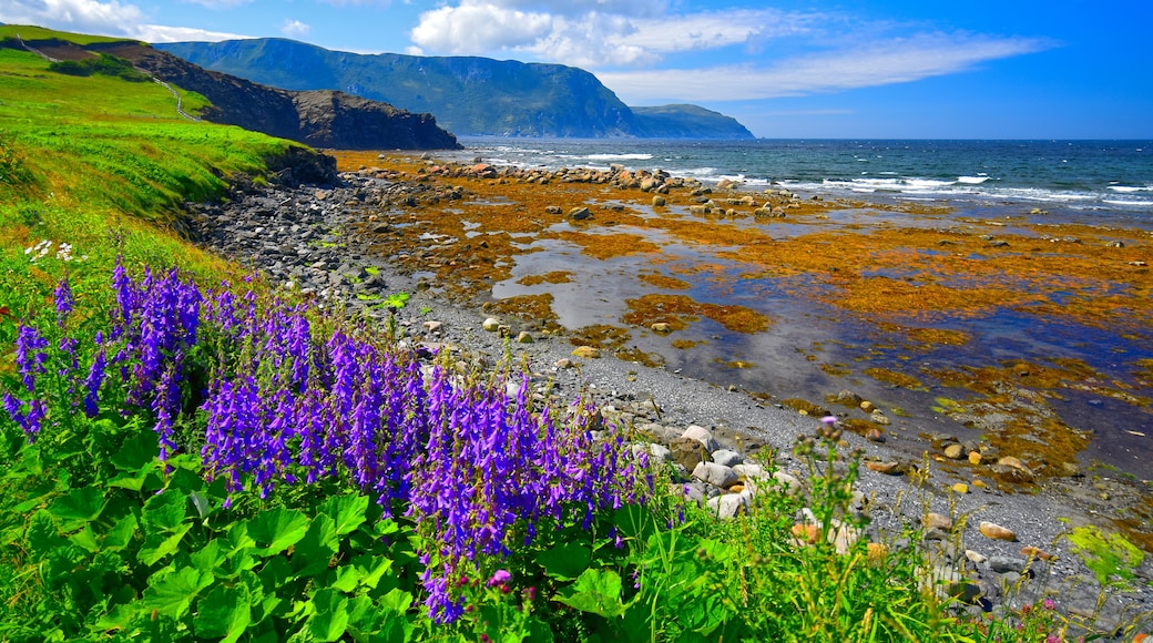 Rocky Harbour