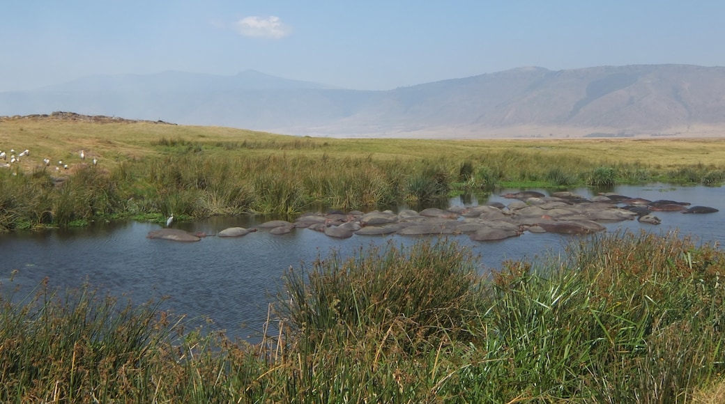 Ngorongoro bevaringsområde