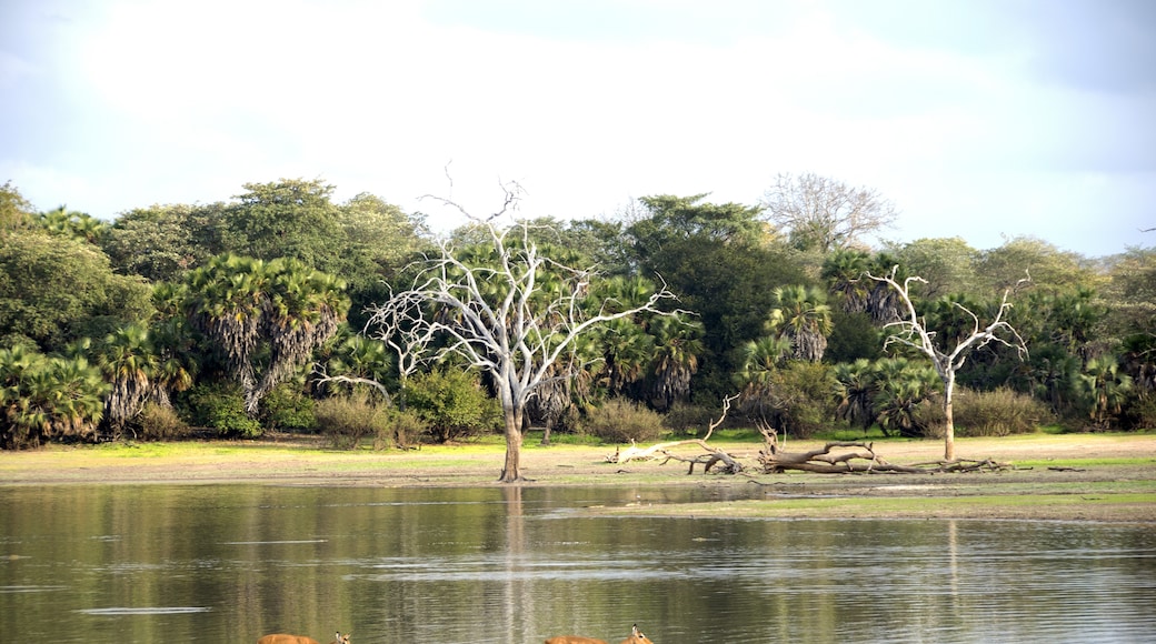 Coto de Caza de Selous