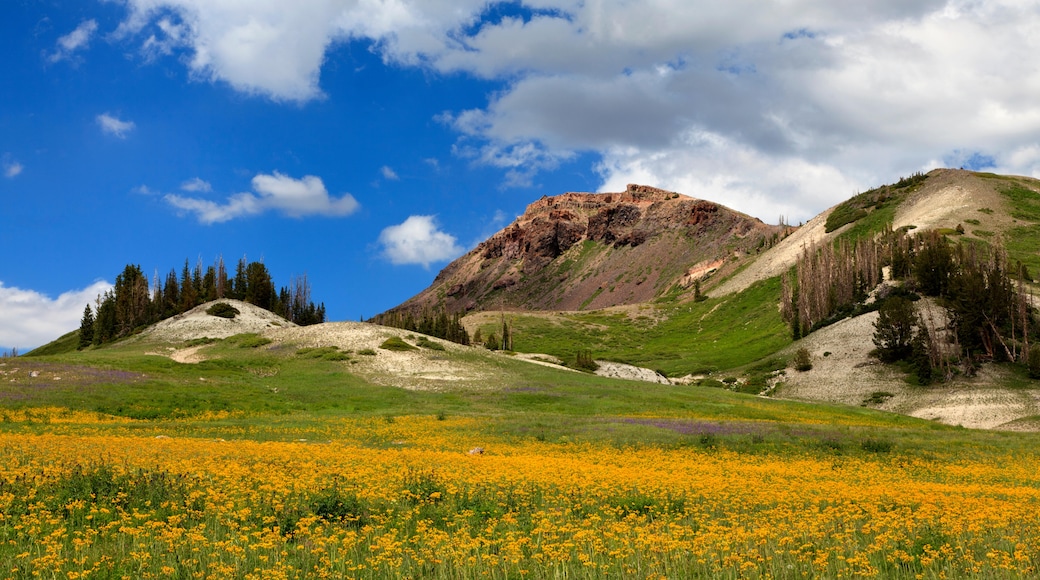 Steam Engine Meadows