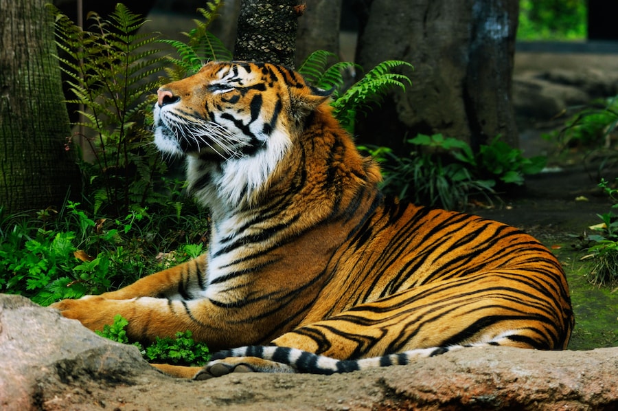 A Sumatran tiger resting in a lush enclosure at Ueno Zoo in Tokyo.